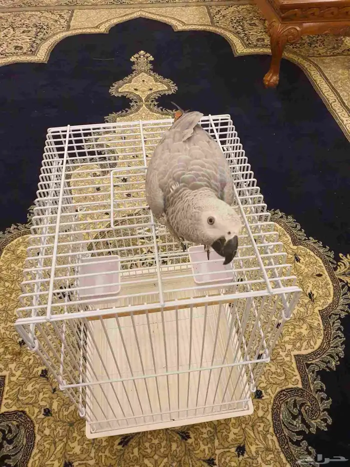 طير كاسكو فرخ 8 اشهر 7