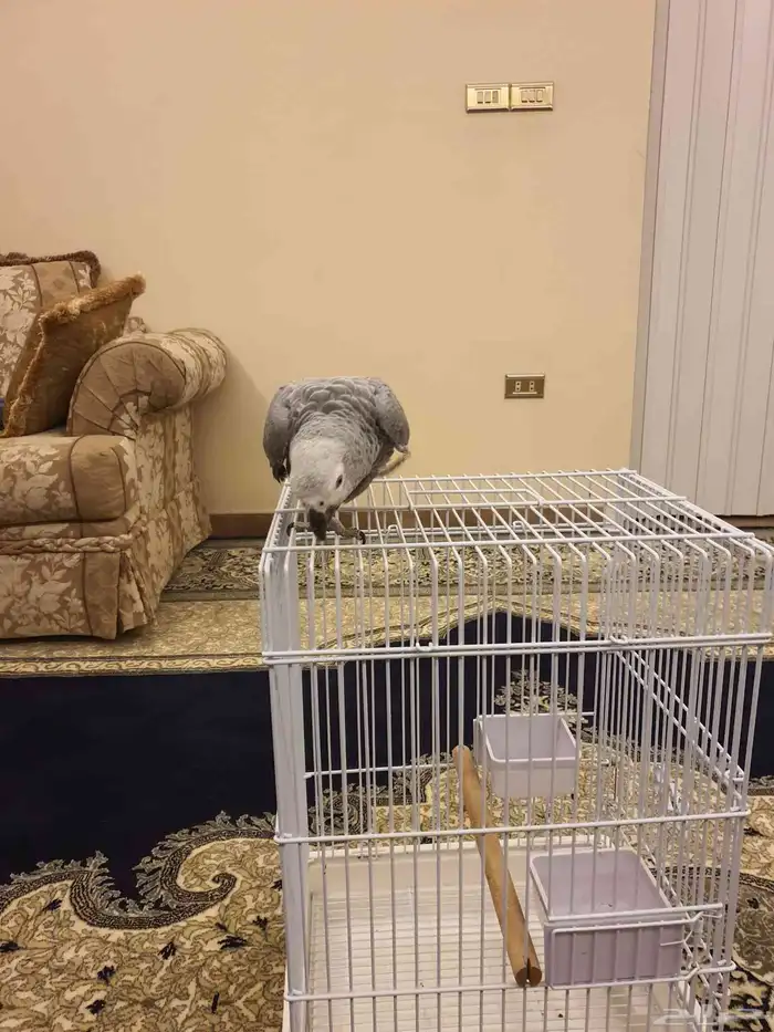 طير كاسكو فرخ 8 اشهر 4