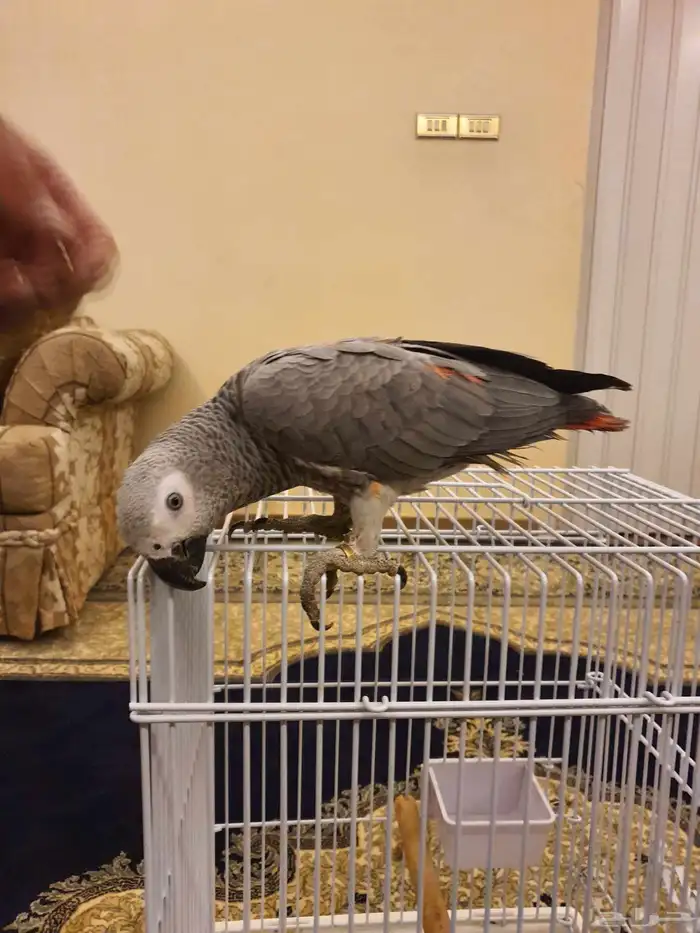 طير كاسكو فرخ 8 اشهر 6