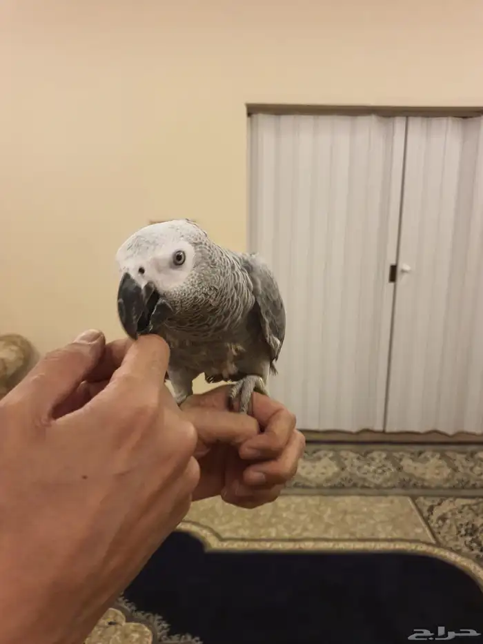 طير كاسكو فرخ 8 اشهر 8