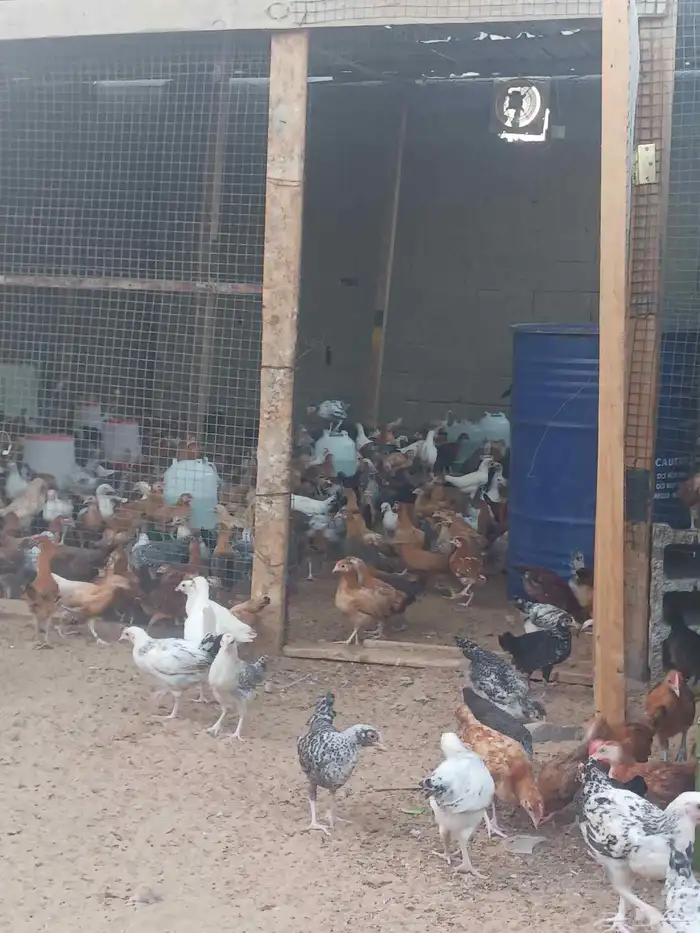 دجاج وديوك بلدي 2