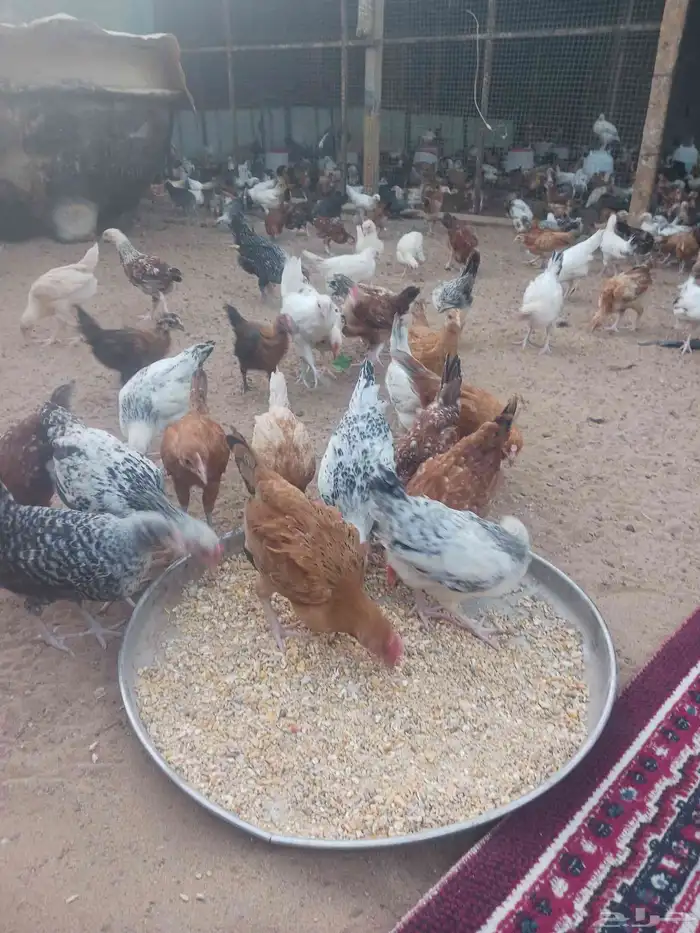 دجاج وديوك بلدي 0