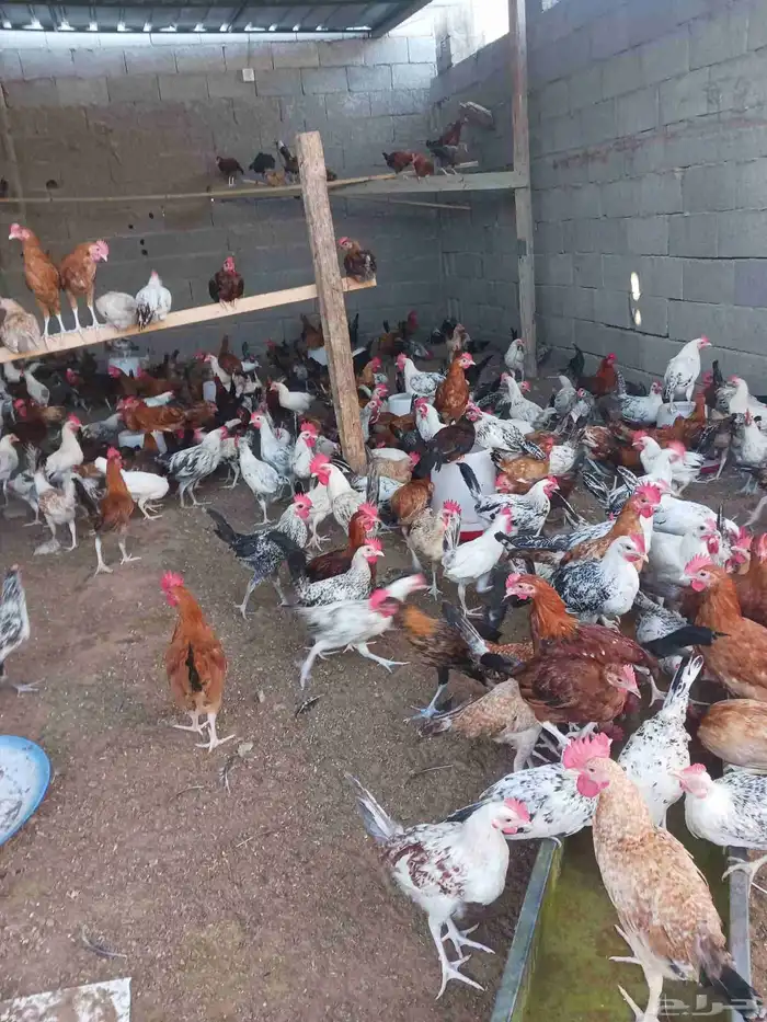 ديوك بلدي 4 شهور صحه ماشاءالله تبارك الله محصن 0