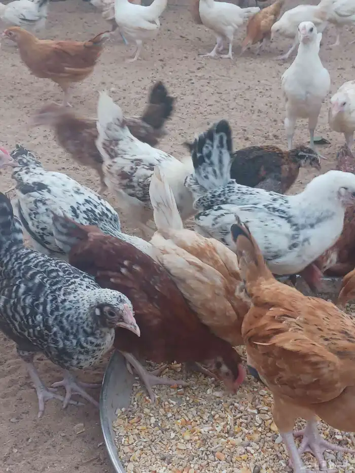 دجاج وديوك بلدي 1