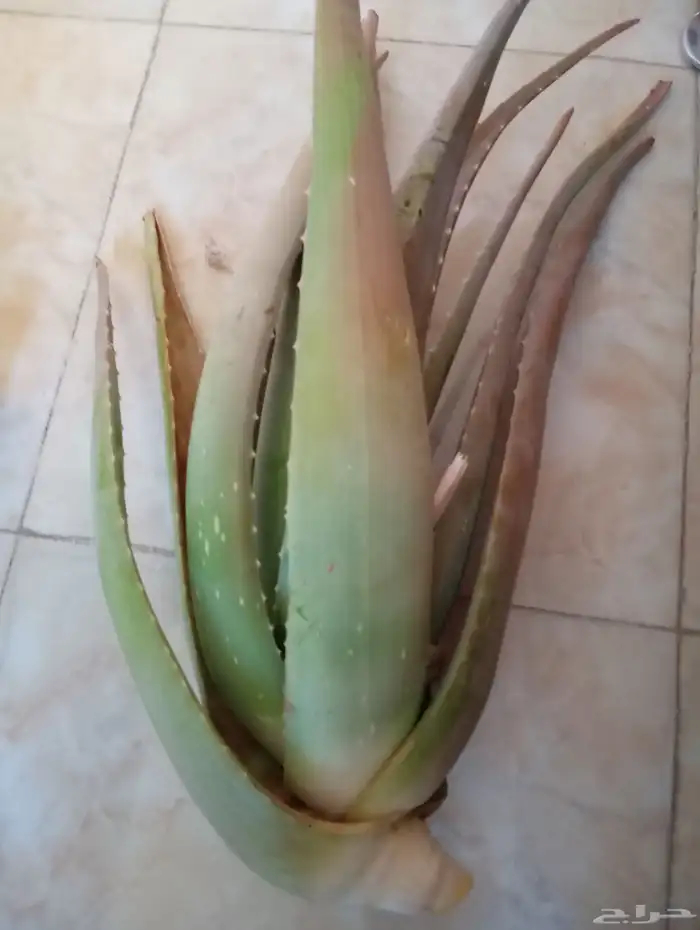 صبار بلدي ممتاز 0