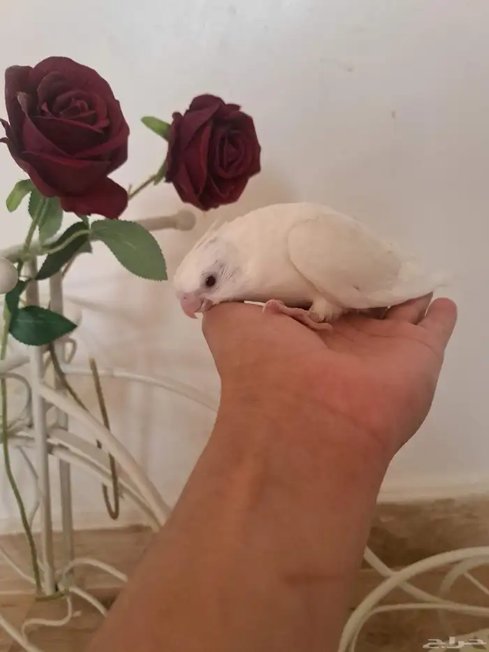 كروان البينو ولاتينو 3