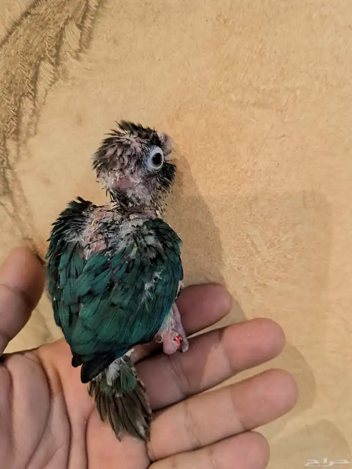 فرخ كنيور بلو تركواز تم البيع 1