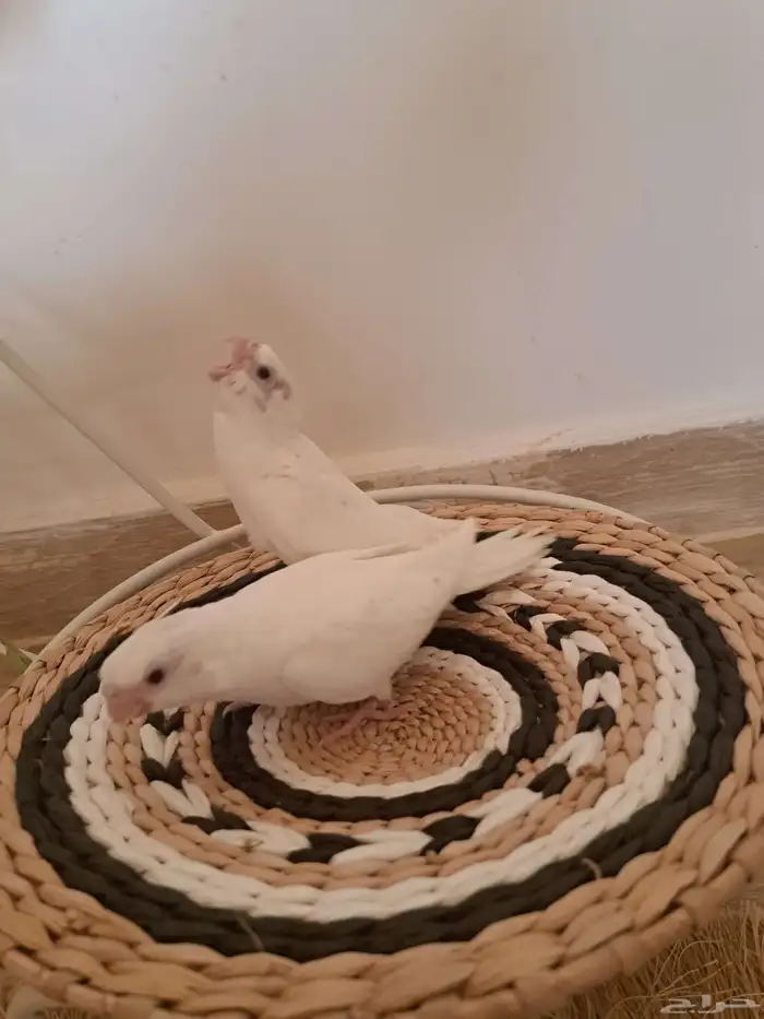 كروان البينو ولاتينو 2