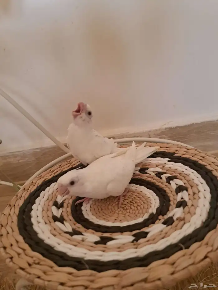 كروان البينو ولاتينو 1