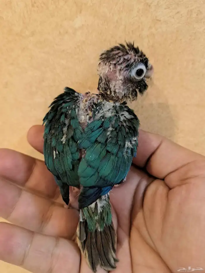 فرخ كنيور بلو تركواز تم البيع 2