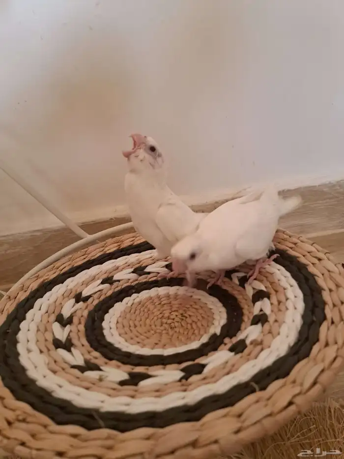 كروان البينو ولاتينو 4