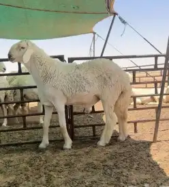 غنم للبيع 10