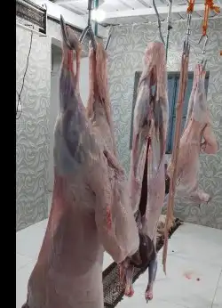 غنم للبيع 7