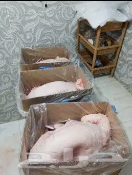 غنم للبيع 9