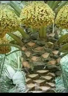 تعديل تكييس التمر تكريب عادي وهلالي جميع شغل النخل 0