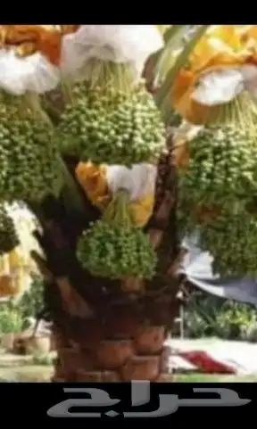 تعديل تكييس التمر تكريب عادي وهلالي جميع شغل النخل 1