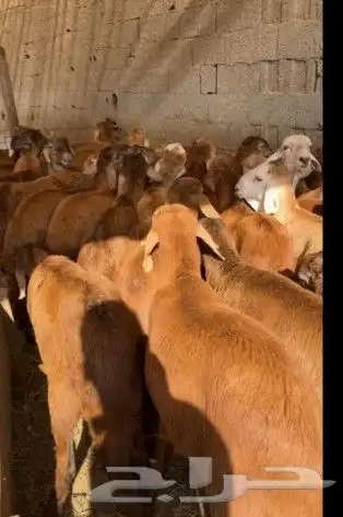 ضاحي فاخره 3