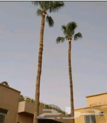 تعديل تكييس التمر تكريب عادي وهلالي جميع شغل النخل 2