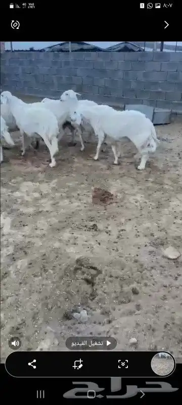 بسم الله ماشاء الله تبارك الرحمن 12 ضان فوق الكافو 2