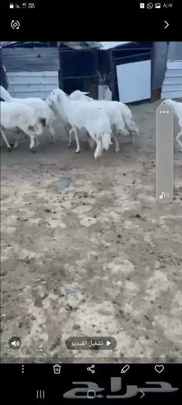 بسم الله ماشاء الله تبارك الرحمن 12 ضان فوق الكافو 1