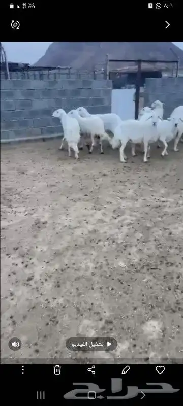 بسم الله ماشاء الله تبارك الرحمن 12 ضان فوق الكافو 3