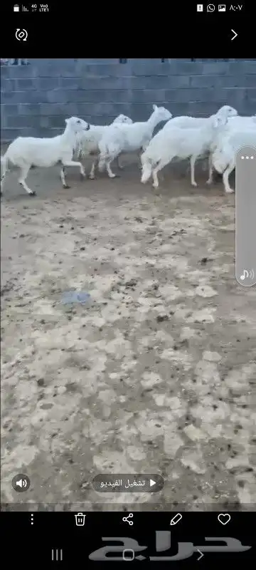 بسم الله ماشاء الله تبارك الرحمن 12 ضان فوق الكافو 0