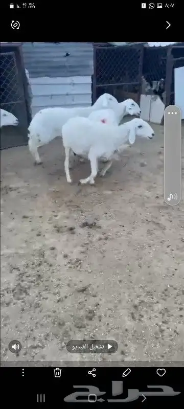 بسم الله ماشاء الله تبارك الرحمن 12 ضان فوق الكافو 4
