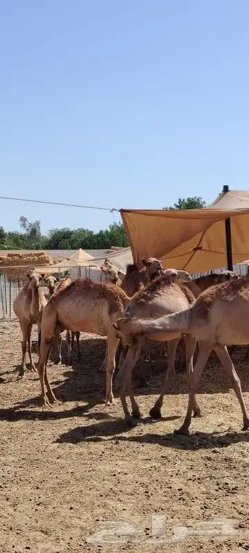 قعدان صومالي 3