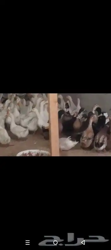 بط خظاري وشرشيري للاكل جمله ب25 ريال الحبه 9