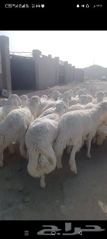ضاحي فاخره 1