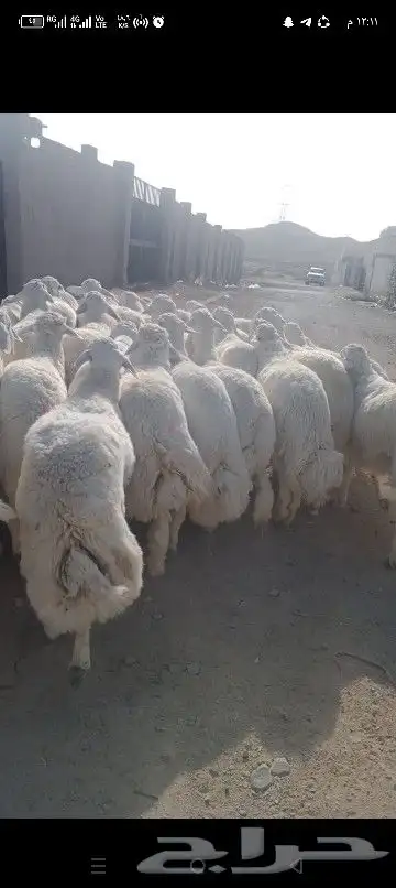 ضاحي فاخره 2