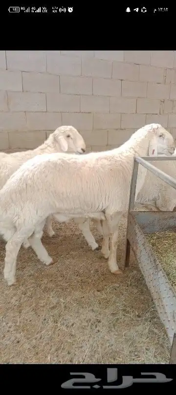 ضاحي فاخره 0