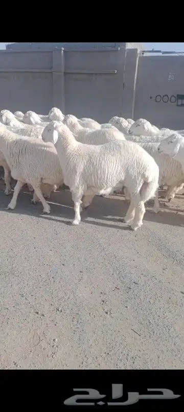 ضاحي فاخره 6