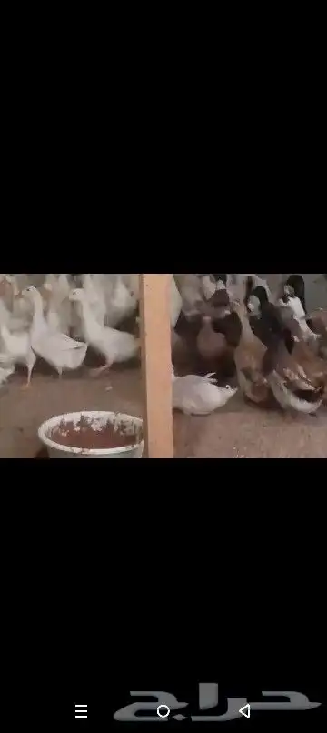 بط خظاري وشرشيري للاكل جمله ب25 ريال الحبه 8
