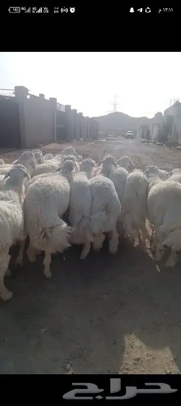 ضاحي فاخره 5