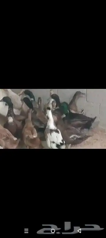 بط خظاري وشرشيري للاكل جمله ب25 ريال الحبه 11