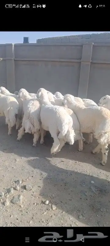 ضاحي فاخره 4
