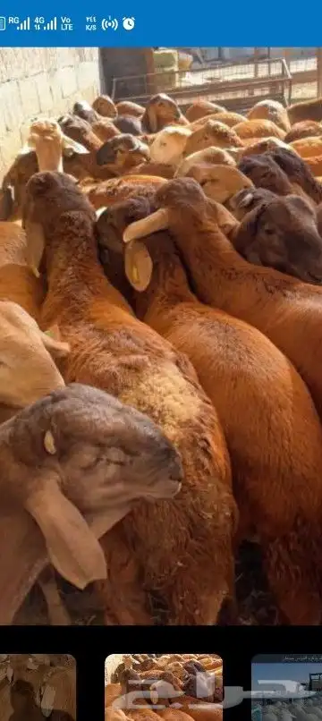 ضاحي فاخره 9