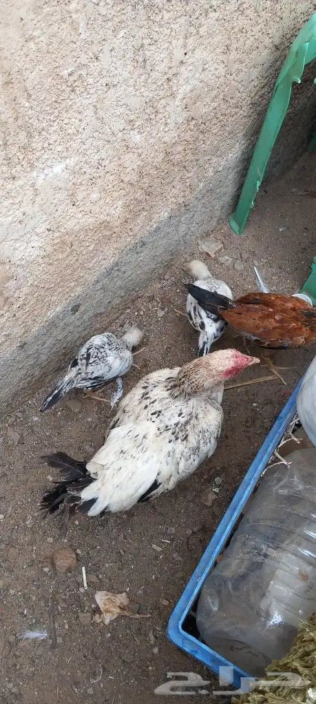 دجاج للبيع 4