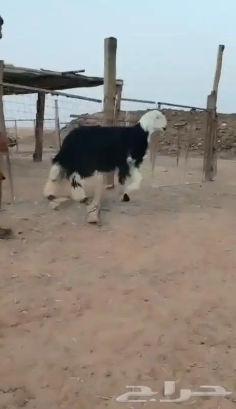 خروف_نجدي_فاخر جدأ_تم البيع ا (وصايا) صبة) شرط 3