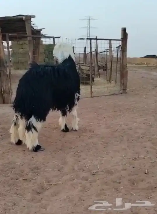 خروف_نجدي_فاخر جدأ_تم البيع ا (وصايا) صبة) شرط 1