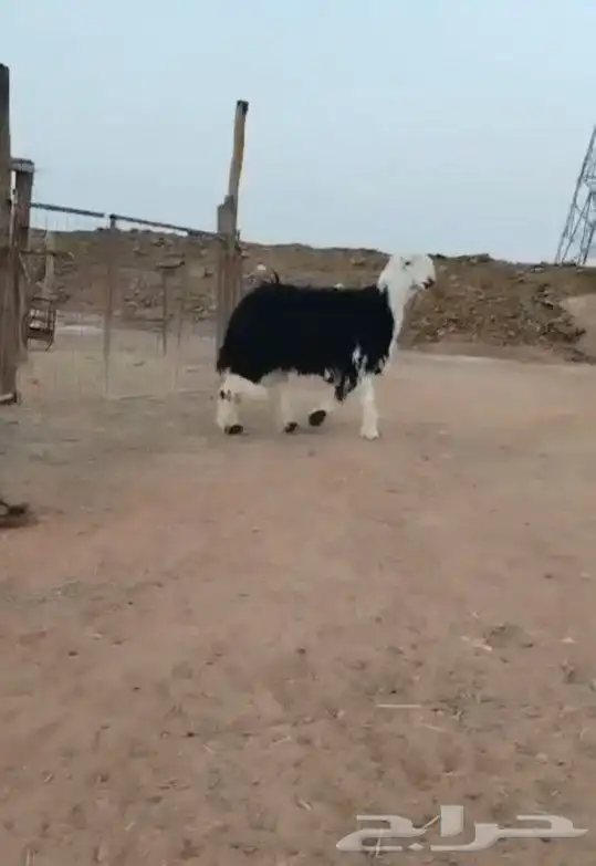 خروف_نجدي_فاخر جدأ_تم البيع ا (وصايا) صبة) شرط 5