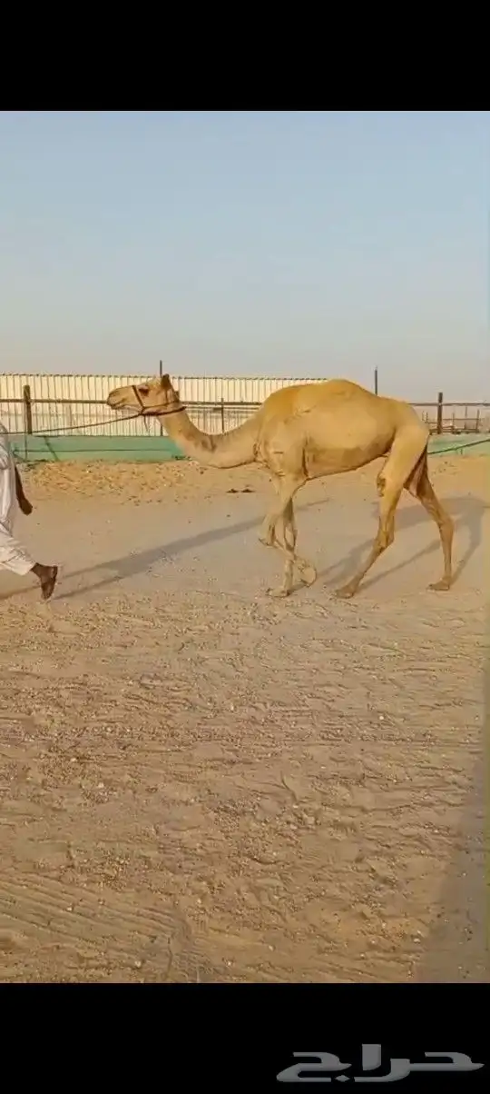 بكره هجن لقيه سبوق 1