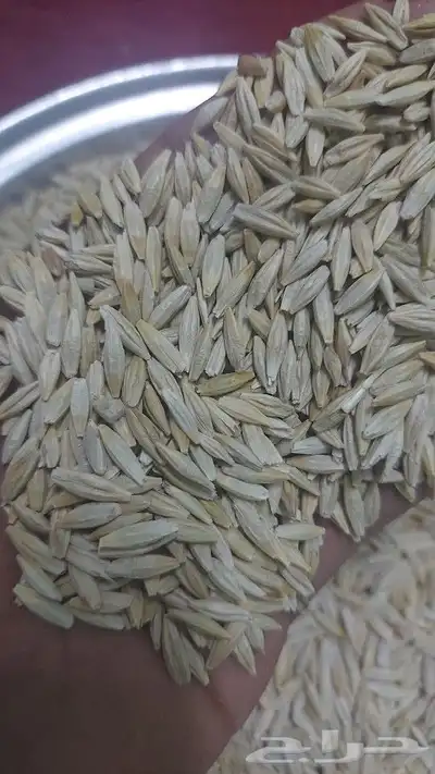قمح معيه وقمح زراعي وشعير للبيع 0