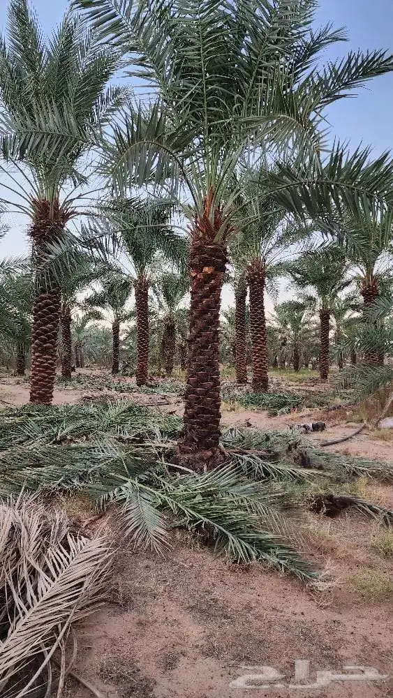توريد وزراعه النخيل الزينه والعربي وجميع أشالزينه والمثمره 0