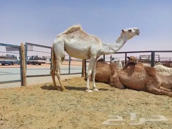 بكره حقه باتليه سليمه العزاريب عليها سوم 12000 3