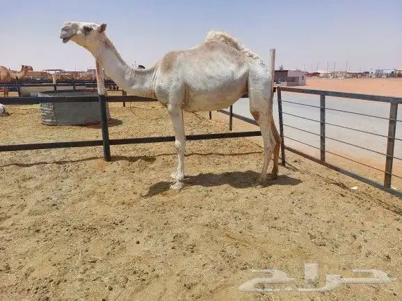 بكره حقه باتليه سليمه العزاريب عليها سوم 12000 1