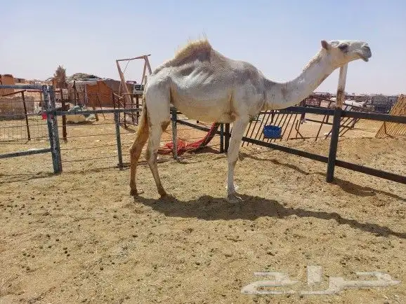 بكره حقه باتليه سليمه العزاريب عليها سوم 12000 4