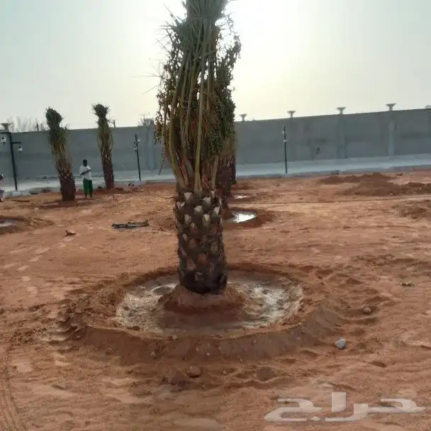 توريد أنواع النخيل 2