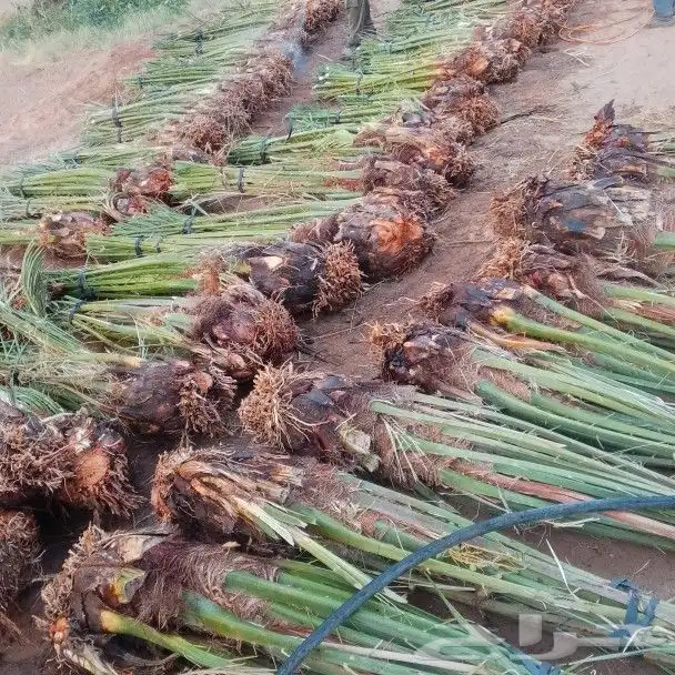 توريد أنواع النخيل 0
